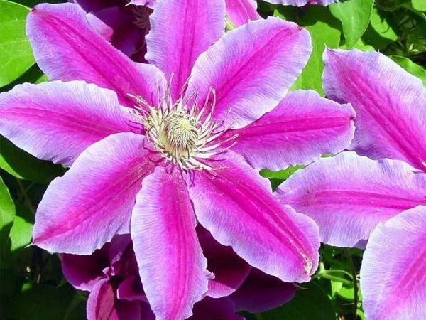 Clematis hybrid Nelly Moser Clematis hybrid Nelly Moser