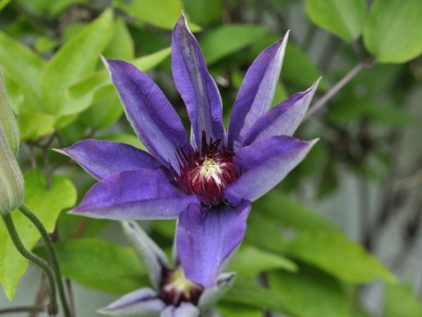 Útulok Clematis na zimu Útulok Clematis na zimu