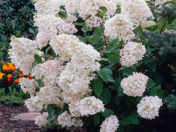 Hydrangea treelike grandiflora Hydrangea treelike grandiflora
