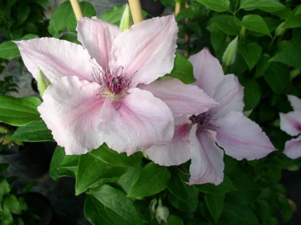 Clematis ružový fantasy foto popis Clematis ružový fantasy foto popis