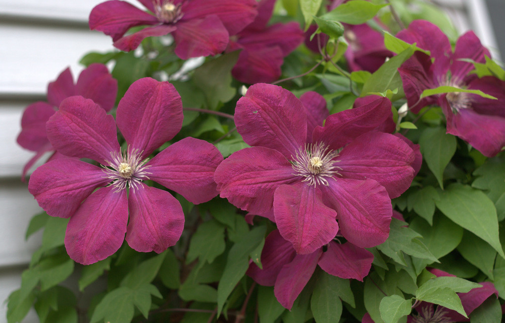 Clematis rouge kardinál Clematis rouge kardinál