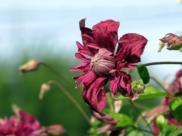 Clematis purpurea plena Clematis purpurea plena