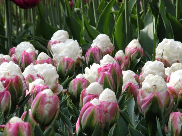 Cena tulipánovej zmrzliny za fotografiu Cena tulipánovej zmrzliny za fotografiu