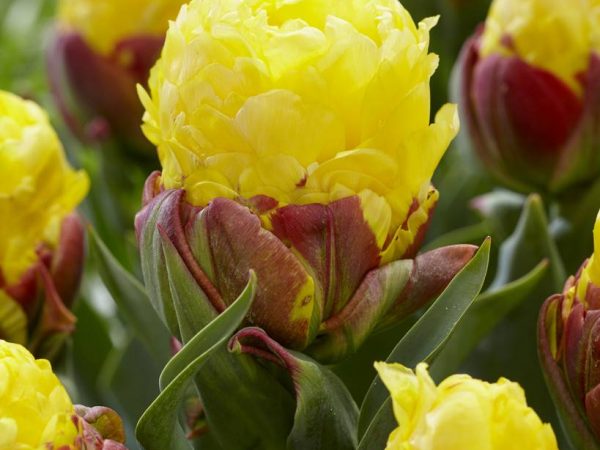 Tulipánová zmrzlina Tulipánová zmrzlina