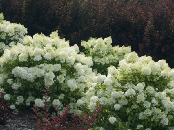 Výsadba a starostlivosť o ľadový medveď Hydrangea paniculata Výsadba a starostlivosť o ľadový medveď Hydrangea paniculata