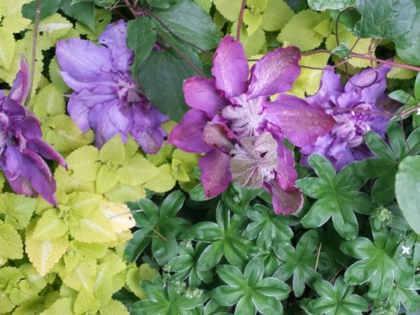 Starostlivosť o perník Clematis vivien Starostlivosť o perník Clematis vivien