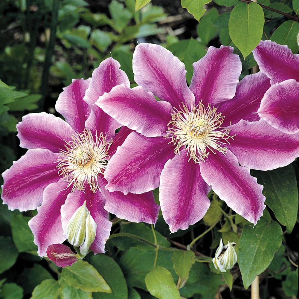 Clematis Dr. Ruppel Photos Clematis Dr. Ruppel Photos