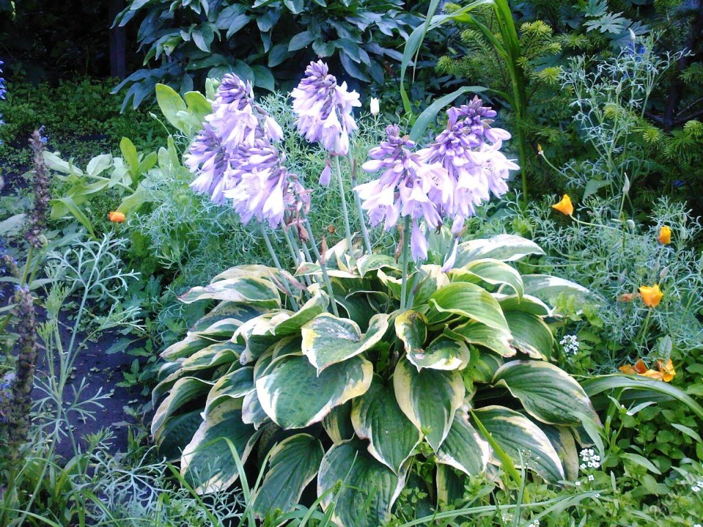 Hosta Wide Brim Photos