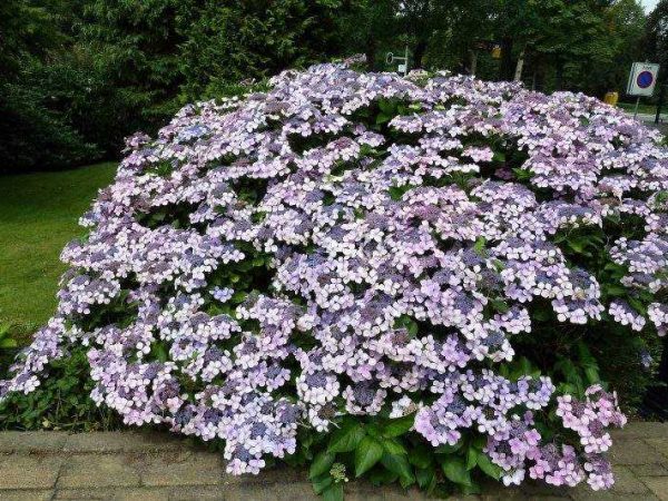 Hydrangea zúbkovaná starostlivosť Hydrangea zúbkovaná starostlivosť