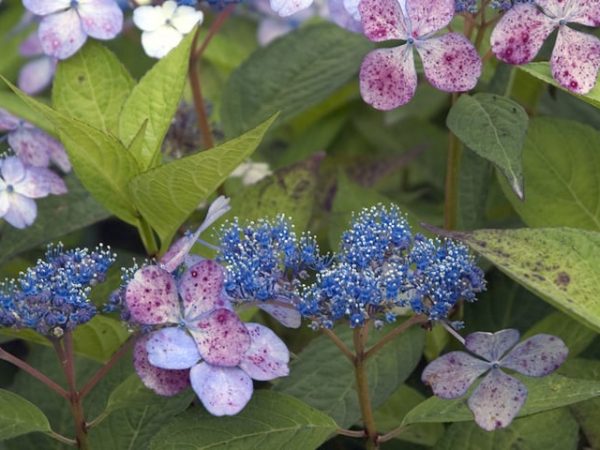 Hydrangea serrata foto a popis
