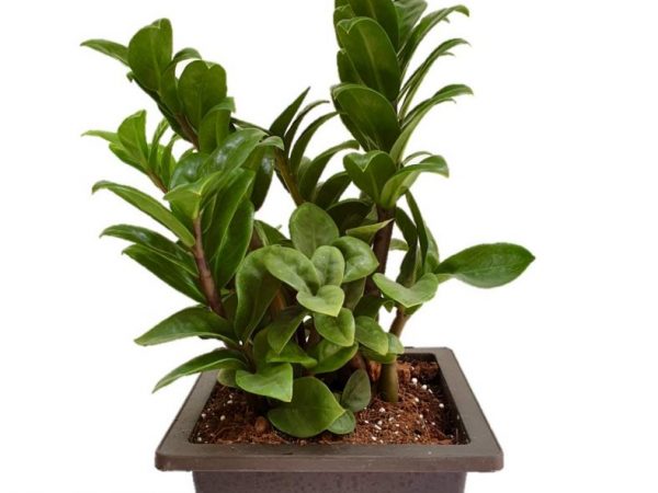 Foto Zamioculcas Zenzi Foto Zamioculcas Zenzi