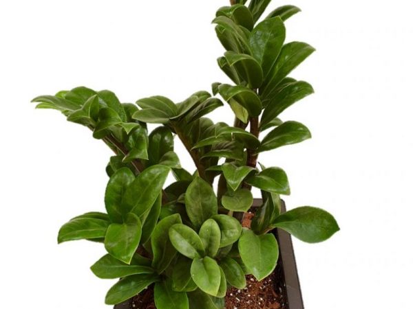 Trpasličí zamioculcas Trpasličí zamioculcas