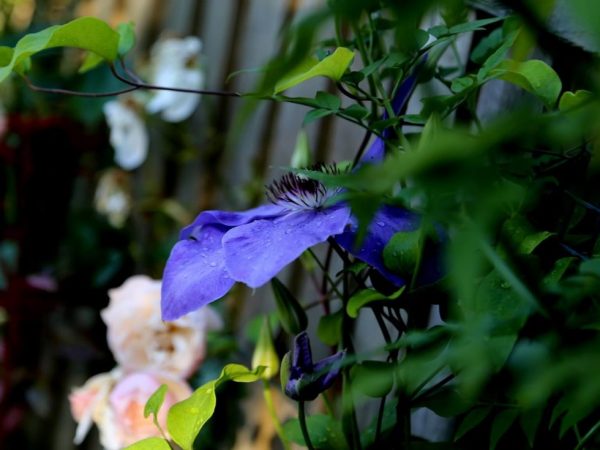 Clematis prístrešok na zimu a prerezávanie Clematis prístrešok na zimu a prerezávanie