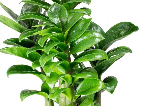 Popis Zamioculcas Zenzi Popis Zamioculcas Zenzi