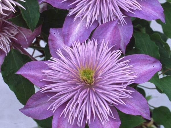 Clematis - jemne ružový kvet Clematis - jemne ružový kvet