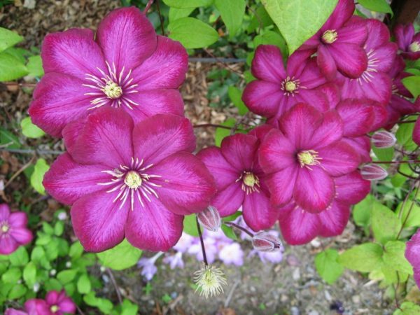 Orezávacia skupina Clematis Josephine Orezávacia skupina Clematis Josephine