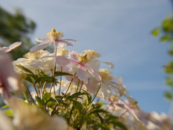 Clematis počas letného vegetačného obdobia Clematis počas letného vegetačného obdobia