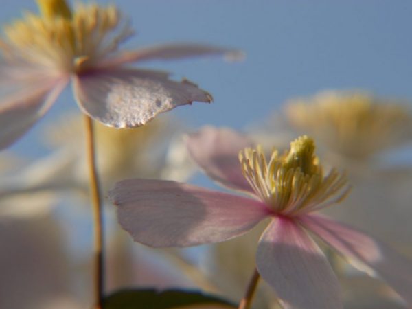 Multi modrá skupina orezávania Clematis Multi modrá skupina orezávania Clematis