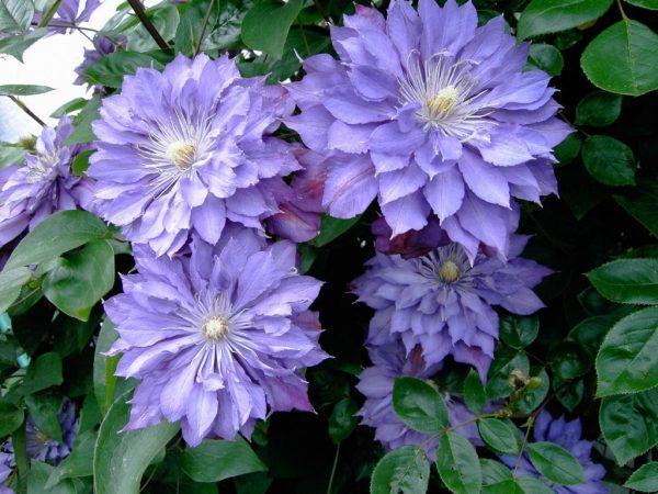 Clematis 1 skupina odrôd odrody foto Clematis 1 skupina odrôd odrody foto