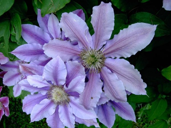 Clematis 3 skupiny opisov fotografií orezania Clematis 3 skupiny opisov fotografií orezania