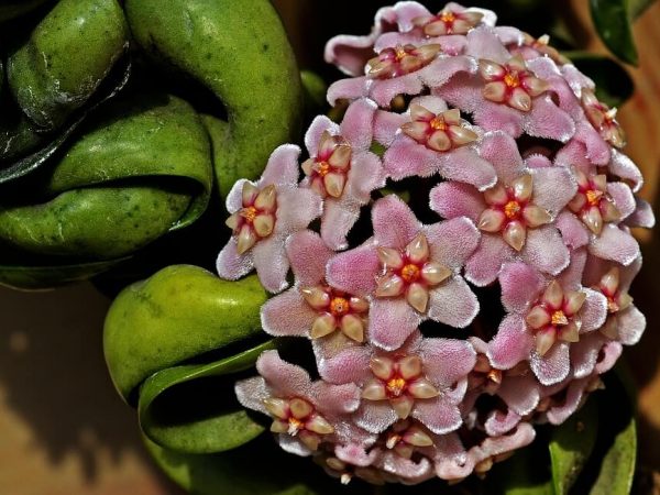 Fotografia brečtanového vosku Hoya Fotografia brečtanového vosku Hoya