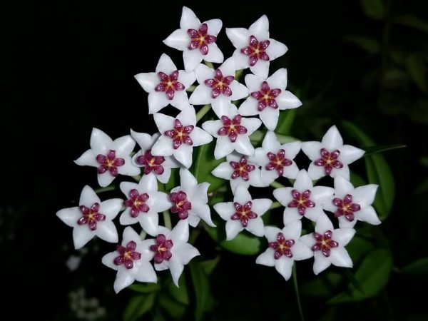 Kvetinová fotografia Hoya vo vnútri Kvetinová fotografia Hoya vo vnútri