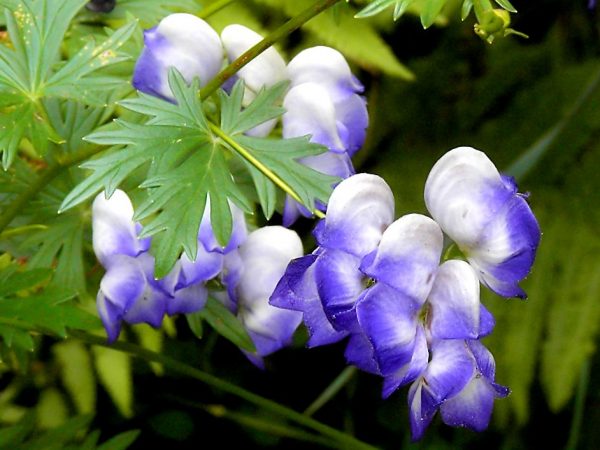 Clematis je kvetina, ktorá rastie za akýchkoľvek podmienok Clematis je kvetina, ktorá rastie za akýchkoľvek podmienok