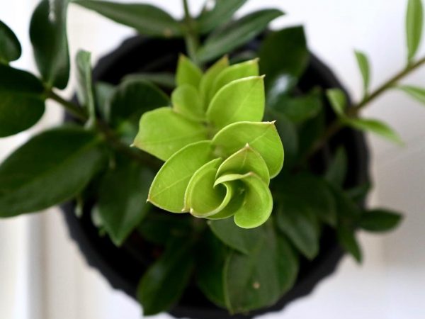 Zamioculcas Zenzi starostlivosť Zamioculcas Zenzi starostlivosť