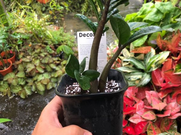 Zamioculcas Zenzi domáca starostlivosť Zamioculcas Zenzi domáca starostlivosť