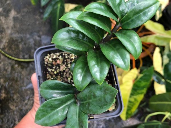 Zenzi trpasličí zamioculcas Zenzi trpasličí zamioculcas