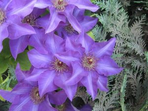Clematis záhradný - nenáročná kvetina